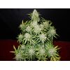 CBD Crack Auto, Фасовка: 5, изображение 3